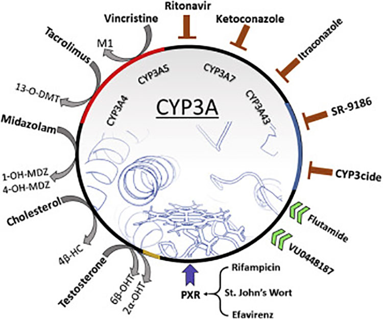 CYP3A4代謝途徑競爭
